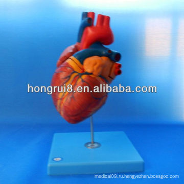 ISO Advanced Anatomical Heart model, Medical Heart, модель для взрослых взрослых людей